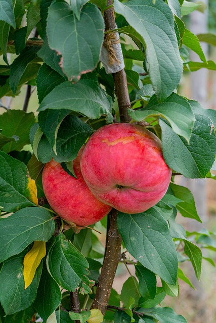 Appels, Fruit, Vers, Rode Appels
