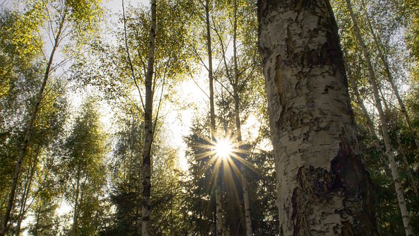 Wald, Bäume, Hd-Hintergrund, Natur