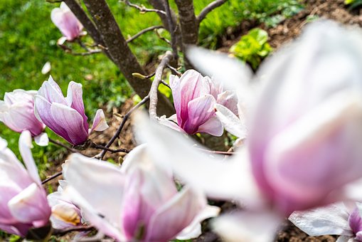 Blomster, Magnolia, Natur, Blomstre