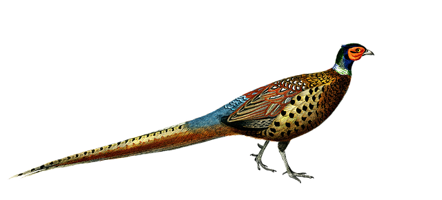 Free ring-necked pheasant common pheasant gamebird illustration