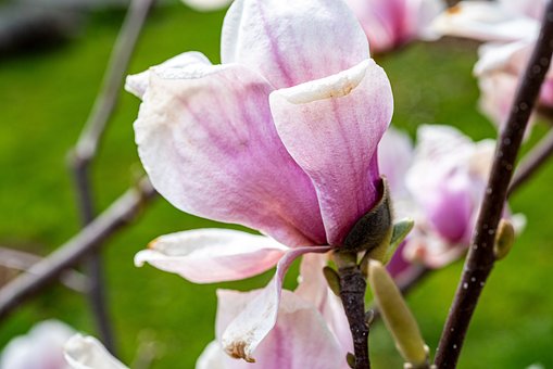 Blomst, Magnolia, Natur, Forår, Have