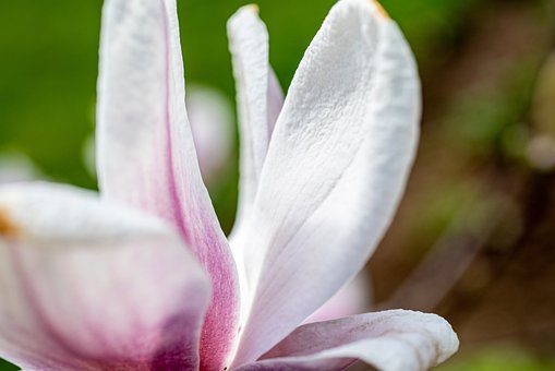 Blomst, Magnolia, Natur, Have, Kronblade