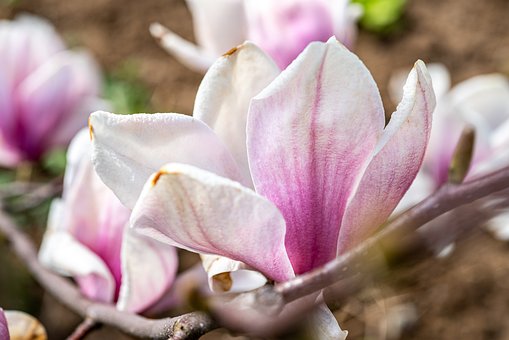 Magnolia, Blomst Baggrund, Blomster