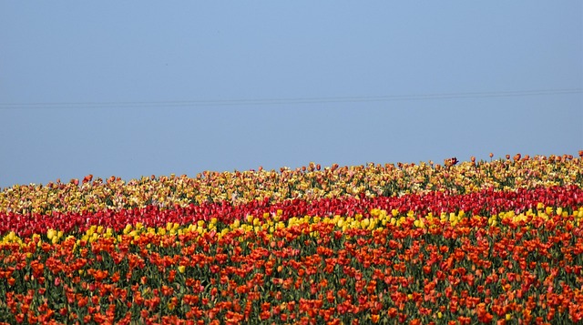 Tulipanes, Campo, Naturaleza, Paisaje