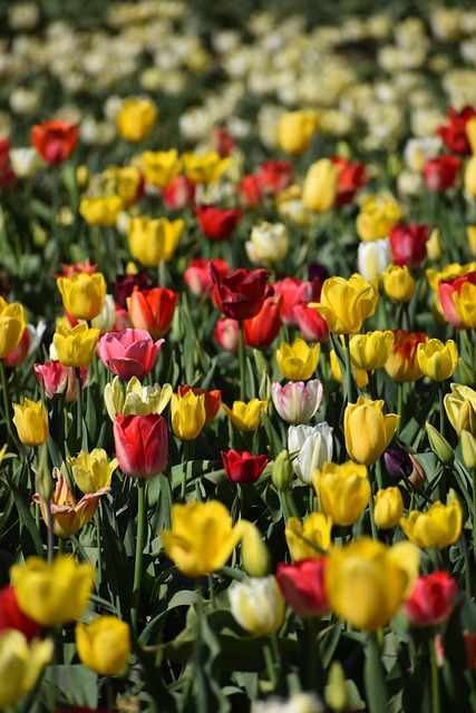 Tulipanes, Flores, Campo
