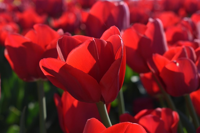Tulipanes, Hermosas Flores
