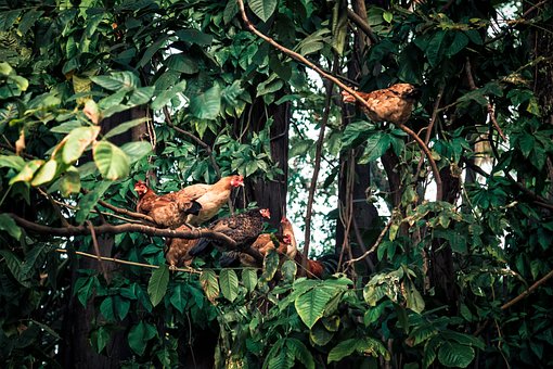 Free Chicken Tree photo and picture