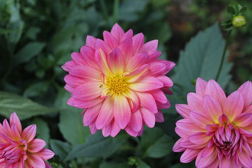 Blume, Natur, Ameise, Schöne Blumen