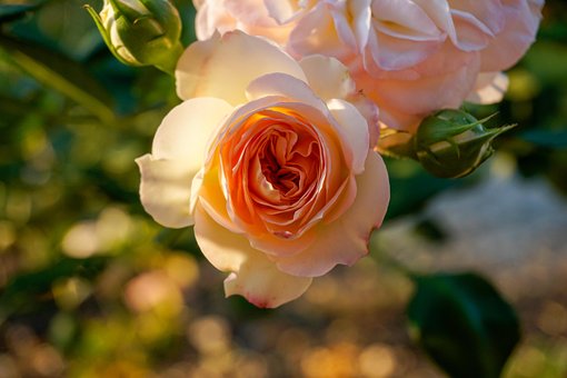 Free Flower Rose photo and picture
