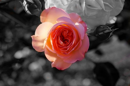 Free Flower Rose photo and picture