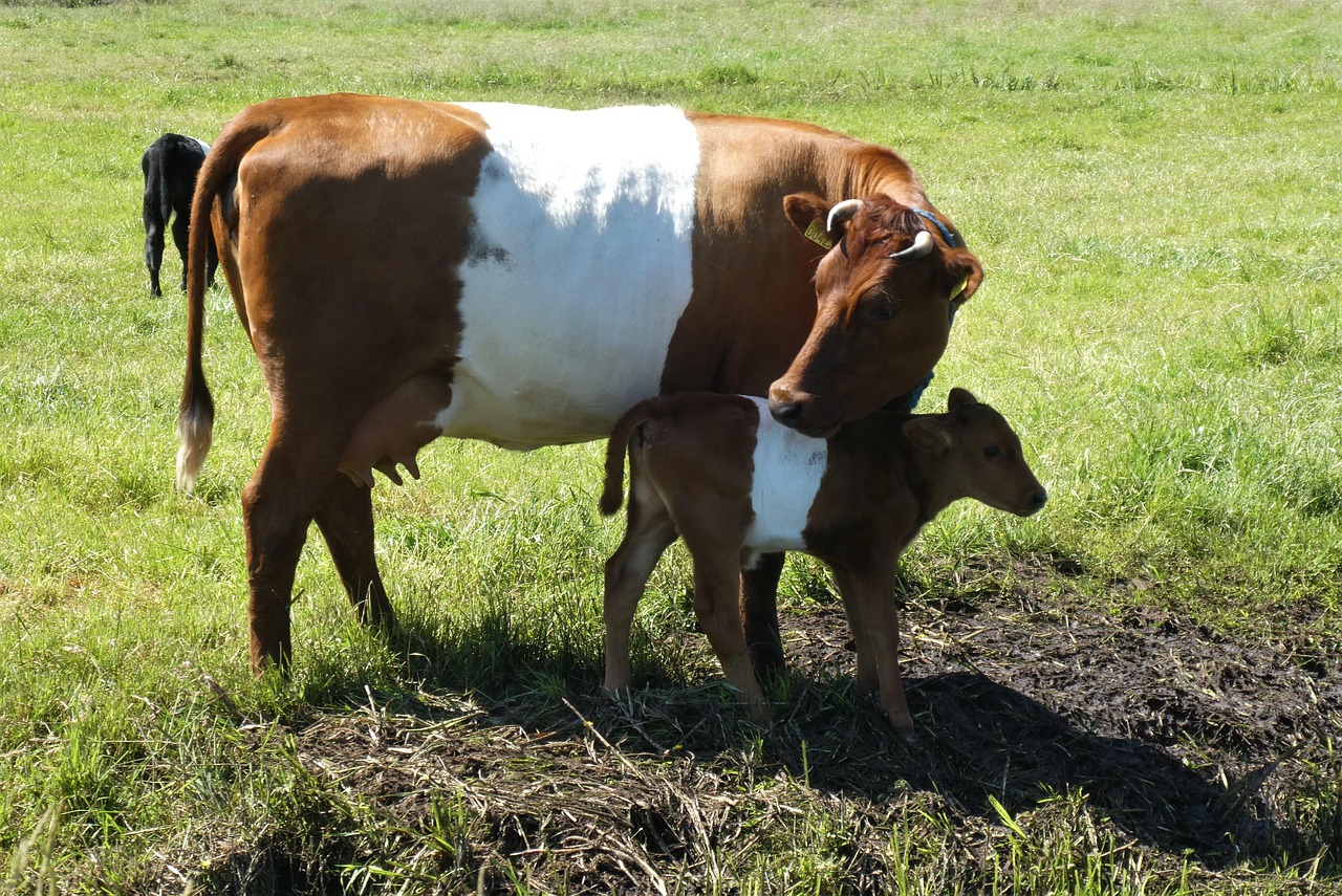 Cow Calves Grass Free photo on Pixabay Pixabay