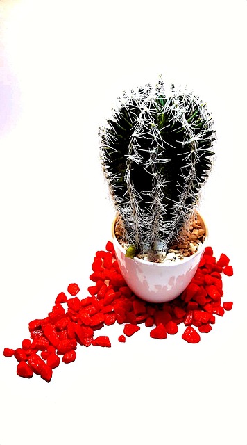 Free Cactus Plant photo and picture