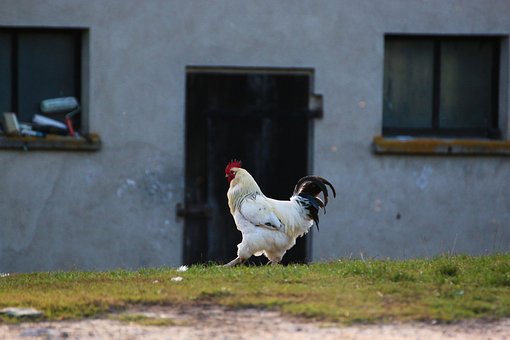 Free Bird Poultry photo and picture