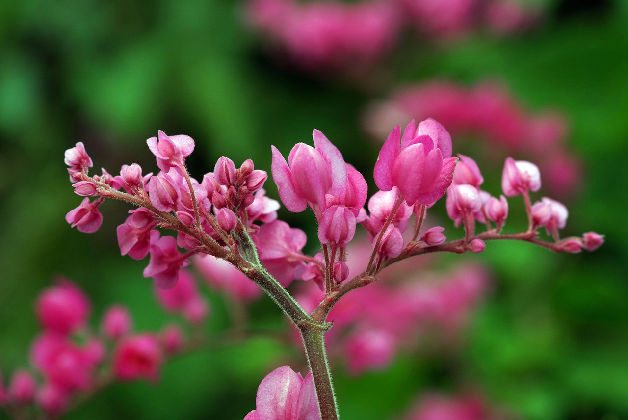 flowers-pink-garden-free-photo-on-pixabay-pixabay