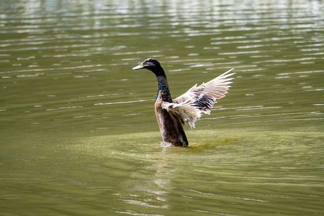 Pato, Pájaro, Animal, Aves Acuáticas