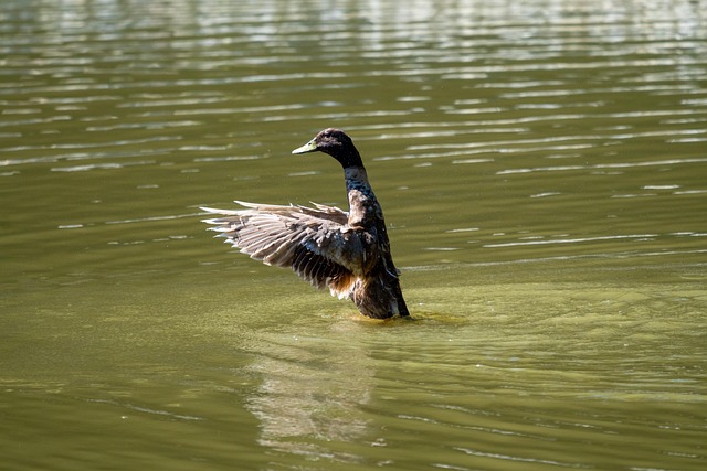 Pájaro, Pato, Ornitología, Especies