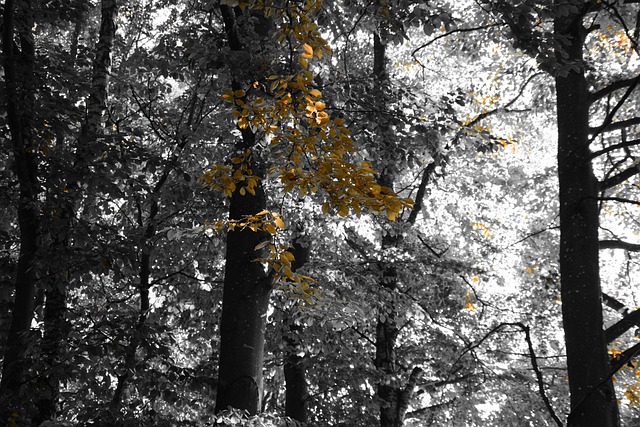 Free Trees Nature photo and picture