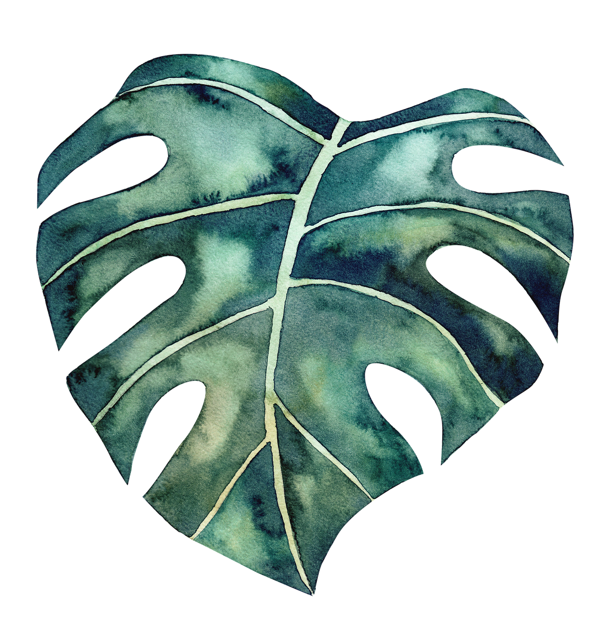  Monstera Pixabay Pixabay