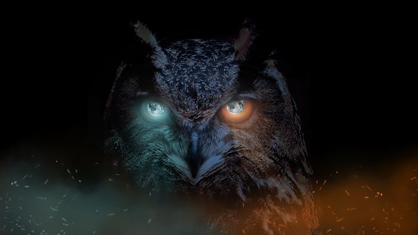 Free Bird Owl photo and picture
