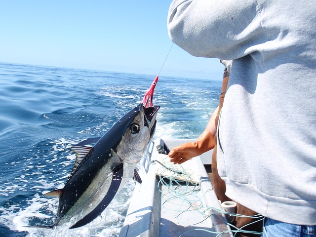 Free Fishing Tuna photo and picture
