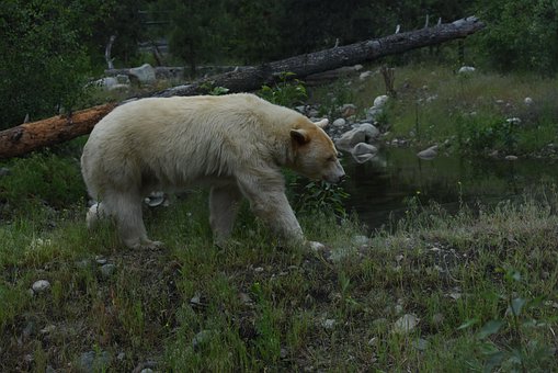 Free Bear Animal photo and picture