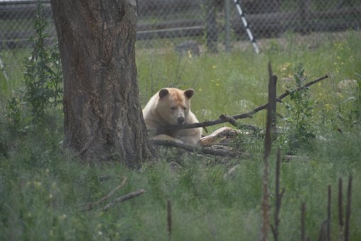 Free Bear Animal photo and picture