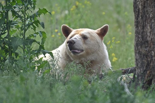Free Bear Mammal photo and picture
