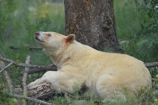 Free Bear Animal photo and picture