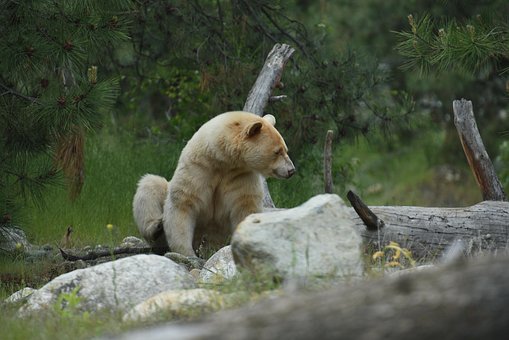 Free Bear Animal photo and picture