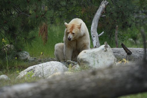 Free Bear Animal photo and picture