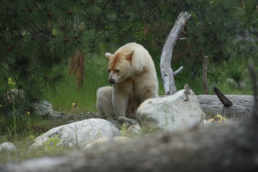 Free Bear Animal photo and picture