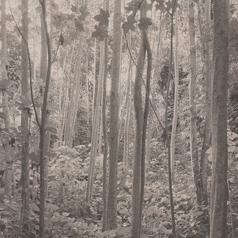 Free Hawaii Craft Paper photo and picture
