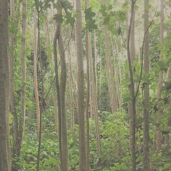 Free Hawaii Kawai photo and picture