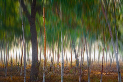 Free Trees Forest photo and picture