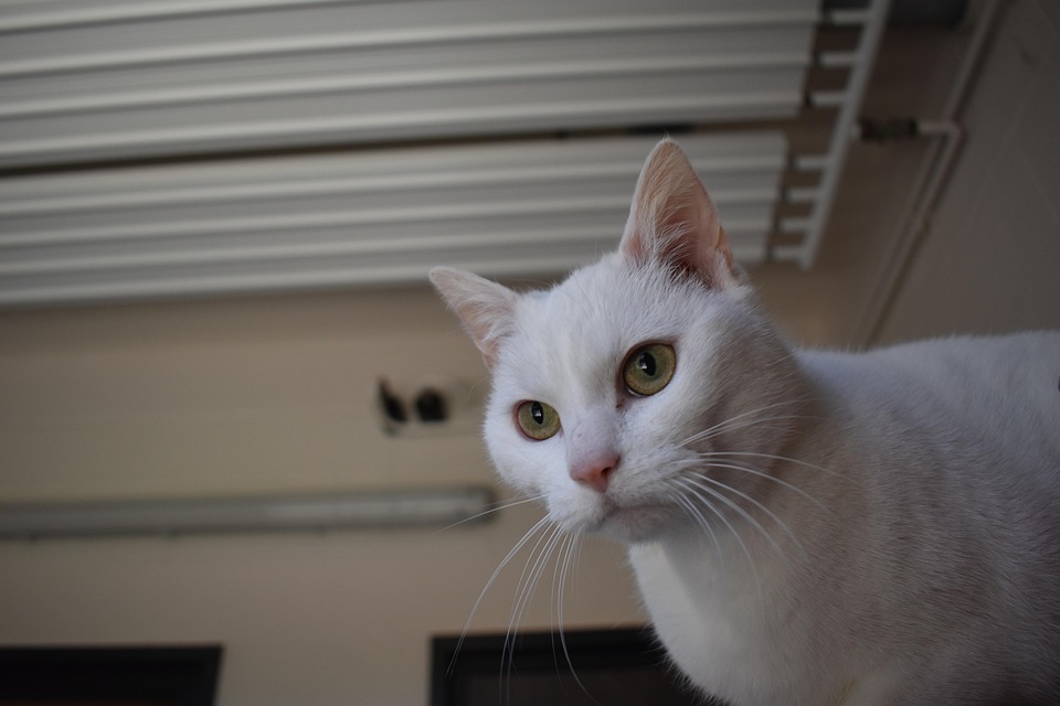 猫 白色的 布谷鸟 - Pixabay上的免费照片 - Pixabay