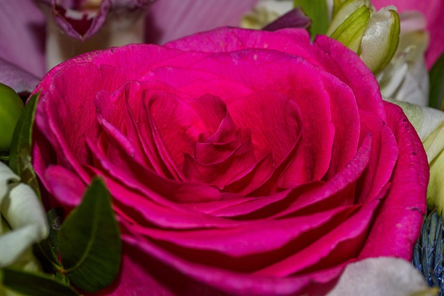 Blume, Rose, Rosenblüte, Blütenblätter
