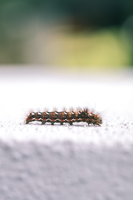 Free Insect Caterpillar photo and picture