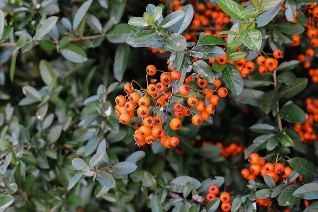 Free Rowan Rowan Berries photo and picture