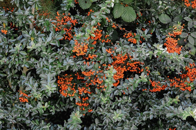 Free Rowan Rowan Berries photo and picture
