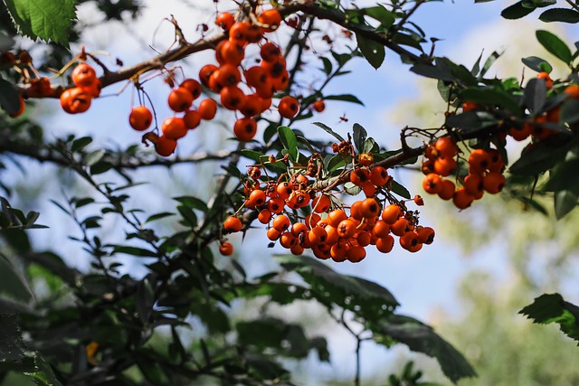 Free Rowan Rowan Berries photo and picture
