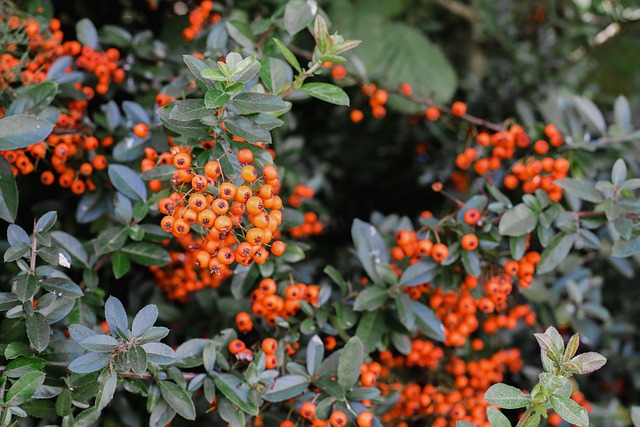 Free Rowan Rowan Berries photo and picture