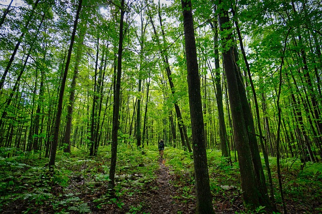 Naturaleza, Senderismo, Bosque, Árboles
