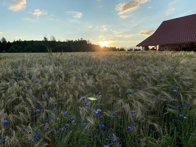 Free Barley Wheat photo and picture