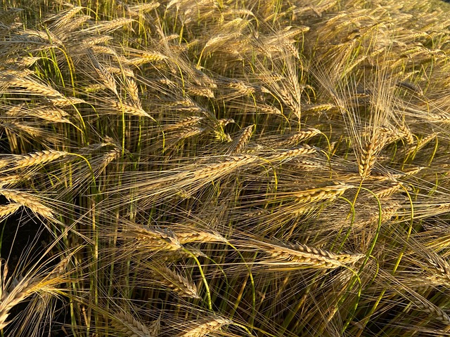 オオムギ 穀物畑 大麦畑 - Pixabayの無料写真 - Pixabay