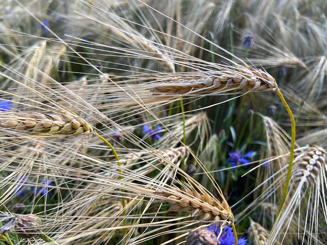 Free Barley Barley Field photo and picture