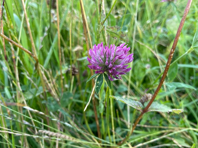 Free Clover Flower photo and picture