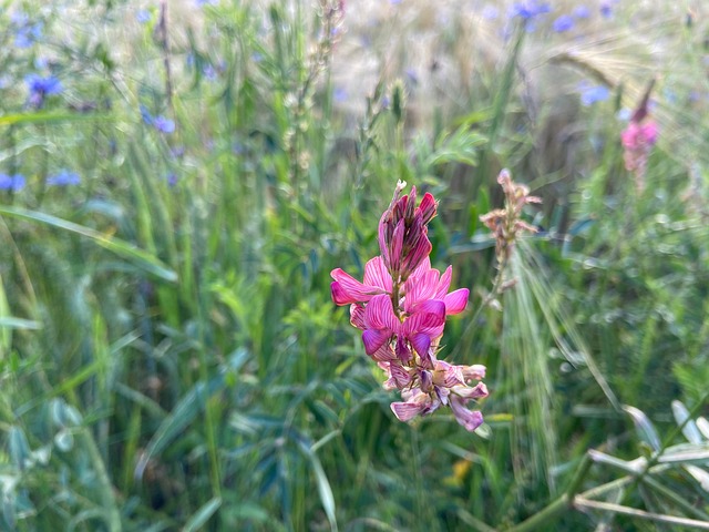 Free Flower Wildflower photo and picture