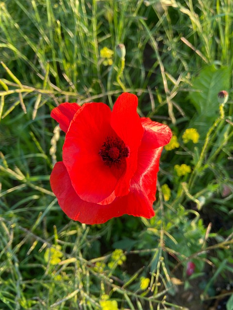 Free Poppy Blossom photo and picture