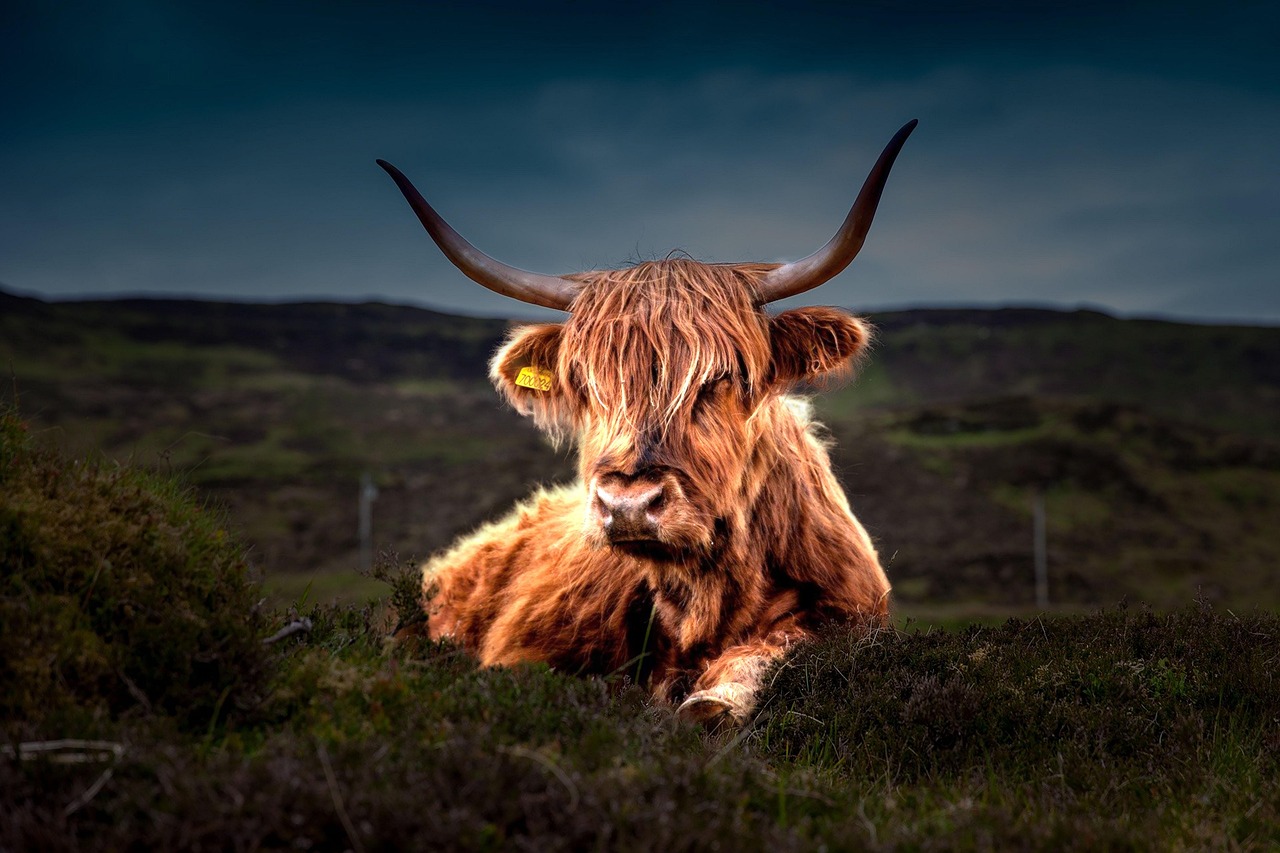 Cattle - free online jigsaw puzzle photo
