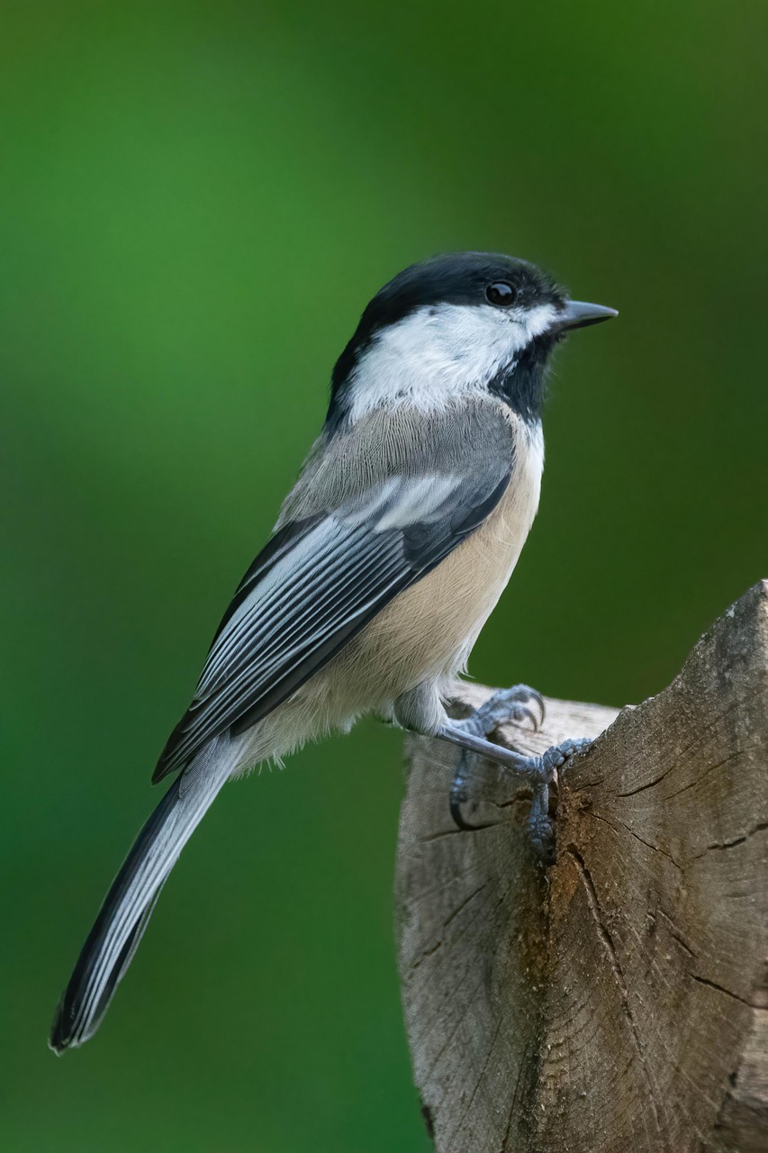 Black-Capped Chickadee Bird Avian - Free photo on Pixabay - Pixabay